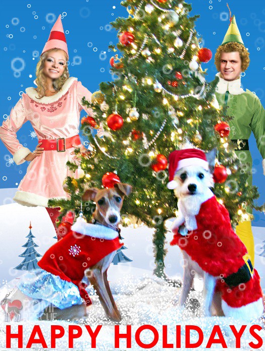 Christmas Card Ideas For Your Dog ROMP Italian Greyhound