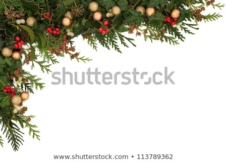Christmas Seasonal Border Holly Ivy Mistletoe Stock Photo Edit