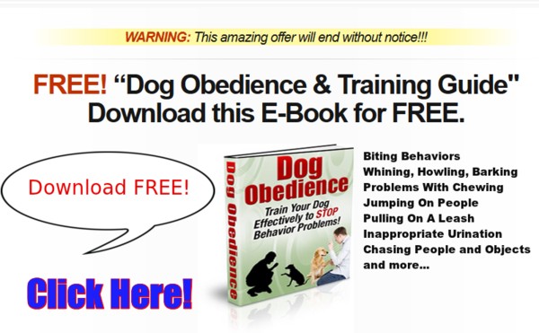 Download Dog Training Certificate Printable Toweringupshot5 Free Templates