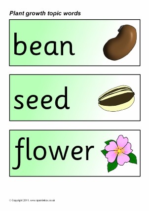 Plant Growth Primary Teaching Resources And Printables SparkleBox Sparklebox Flashcards