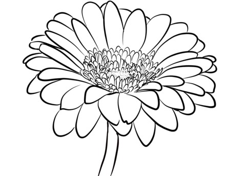 Daisy Coloring Sheets Gerbera Page Free Printable Gerber Template